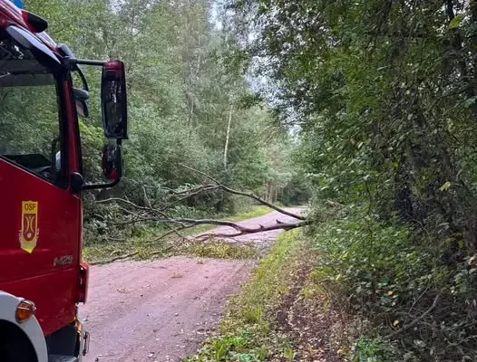 Powalone drzewo na drodze w Turośni Kościelnej – interwencja OSP