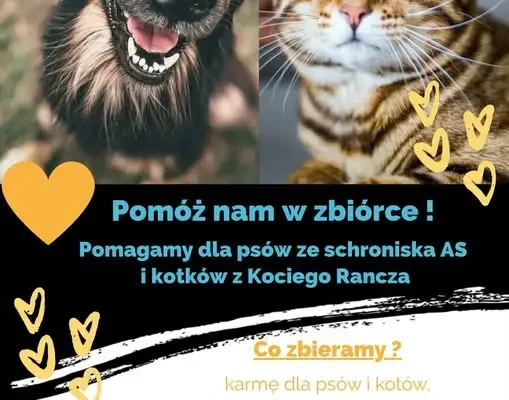 Zbiórka dla zwierząt ze schroniska „As” i Kociego Rancza – do 2 października