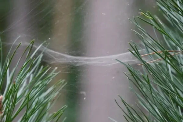 Arboretum w Supraślu zaprasza na jesienne spacery – październikowe godziny otwarcia