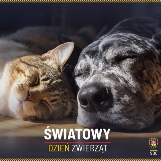 Światowy Dzień Zwierząt w Białymstoku: Ekopatrol apeluje o czujność
