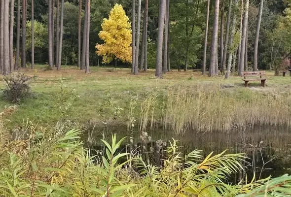 Jesień w arboretum – kolorowe liście i nowe godziny zwiedzania