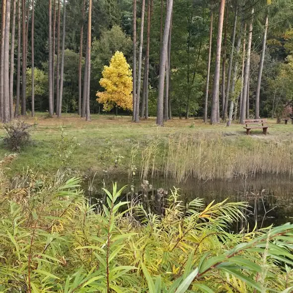 Jesień w arboretum – kolorowe liście i nowe godziny zwiedzania