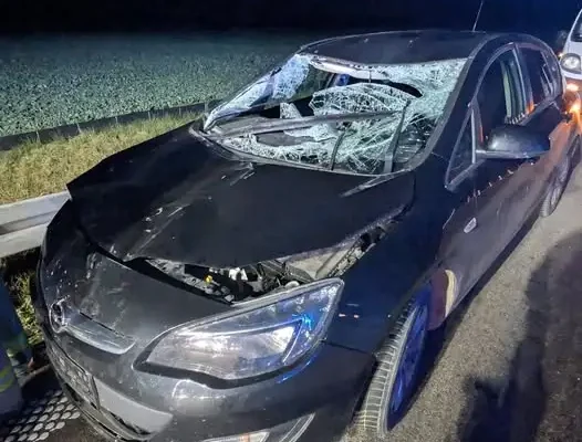 Kolizja z łosiem na obwodnicy Turośni Dolnej – akcja służb